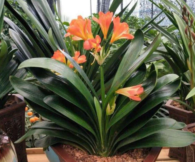 养君子兰做好关键这点,长得比大白菜还好,叶绿花艳一年开三次花