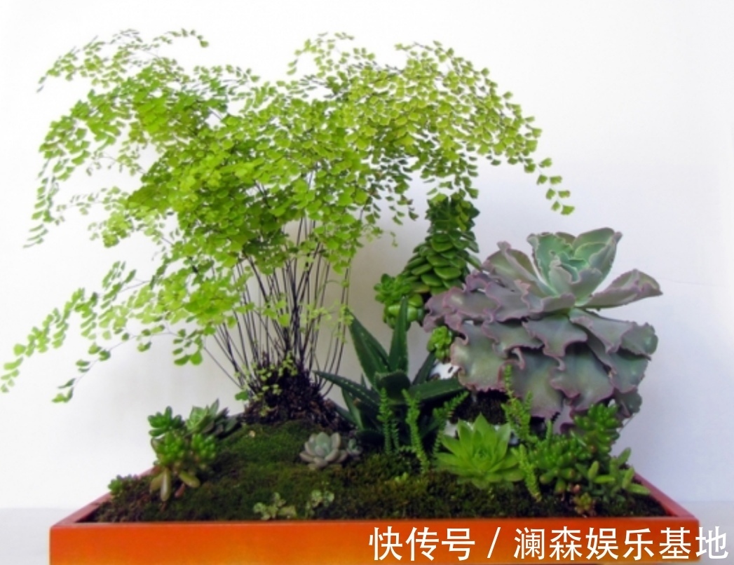 铜钱草|5种不起眼的“小草”,挖回来做成盆景,越看越漂亮