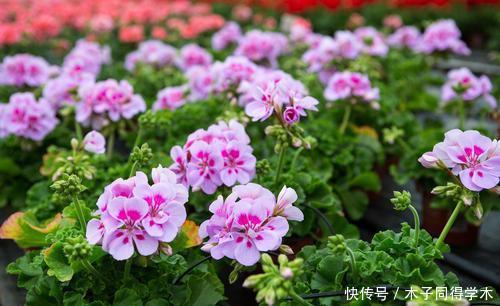 安全度夏|夏天天竺葵有“三喜”，了解掌握安全度夏，长势旺花朵更稠密