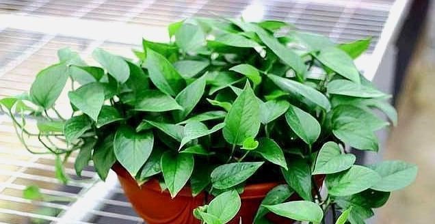 养绿萝，别忘加点这种“料”，叶片不黄，新芽猛窜，一个月就爆盆