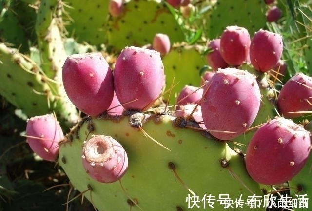 糖尿病|仙人掌可降血糖,显示出治疗糖尿病的强大潜力!
