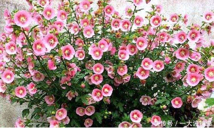 太阳花|4种花养家里，人养花，花也养人，空气清香去异味，漂亮好养