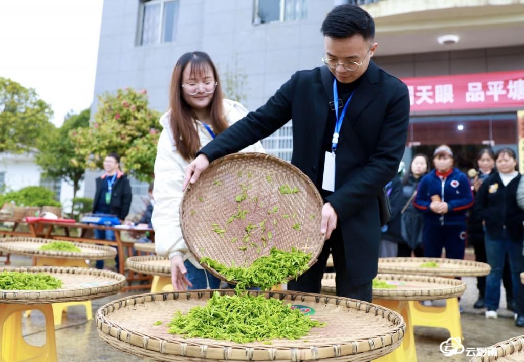 平塘：空山新雨 醉人茶香