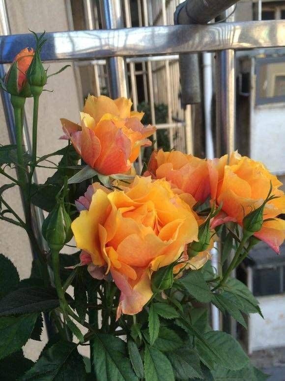 又美又香的月季花，还没入手太亏了，花期可是几百天