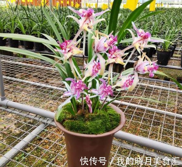 墨兰长出花箭后,3个要点要牢记,做好了才能顺利开花,香味浓郁