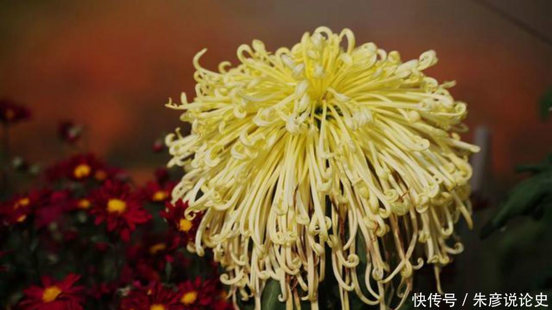  品格|杨万里一首经典的《残菊》，通篇生动有趣，写出了菊花高尚的品格