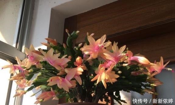 此种“溶液”浇蟹爪兰,7天“浇1次”,1盆冒出60个花苞!