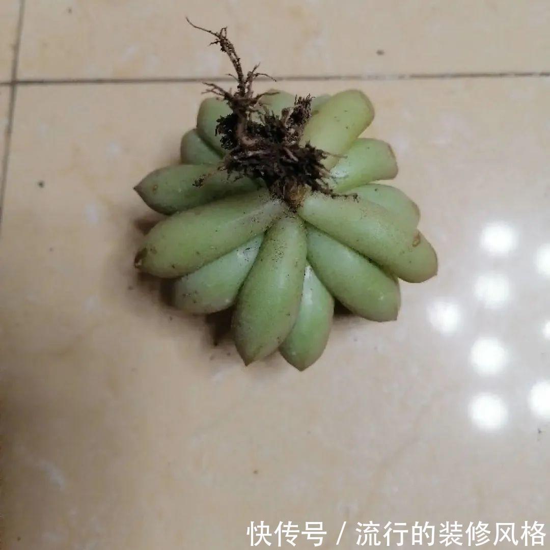 君子兰|8种花夏天不能买，买回来就死，白浪费钱