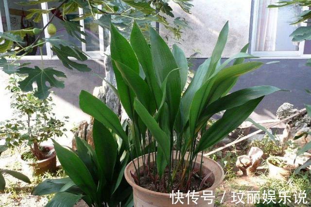 药片过期不知道该怎么处理?养花就用上它们,可一举两得