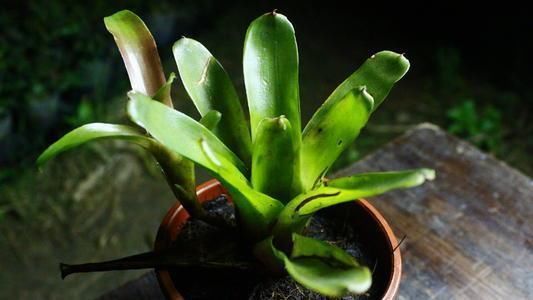 这3种花不用买花盆,不用土多给水,放在哪都能长