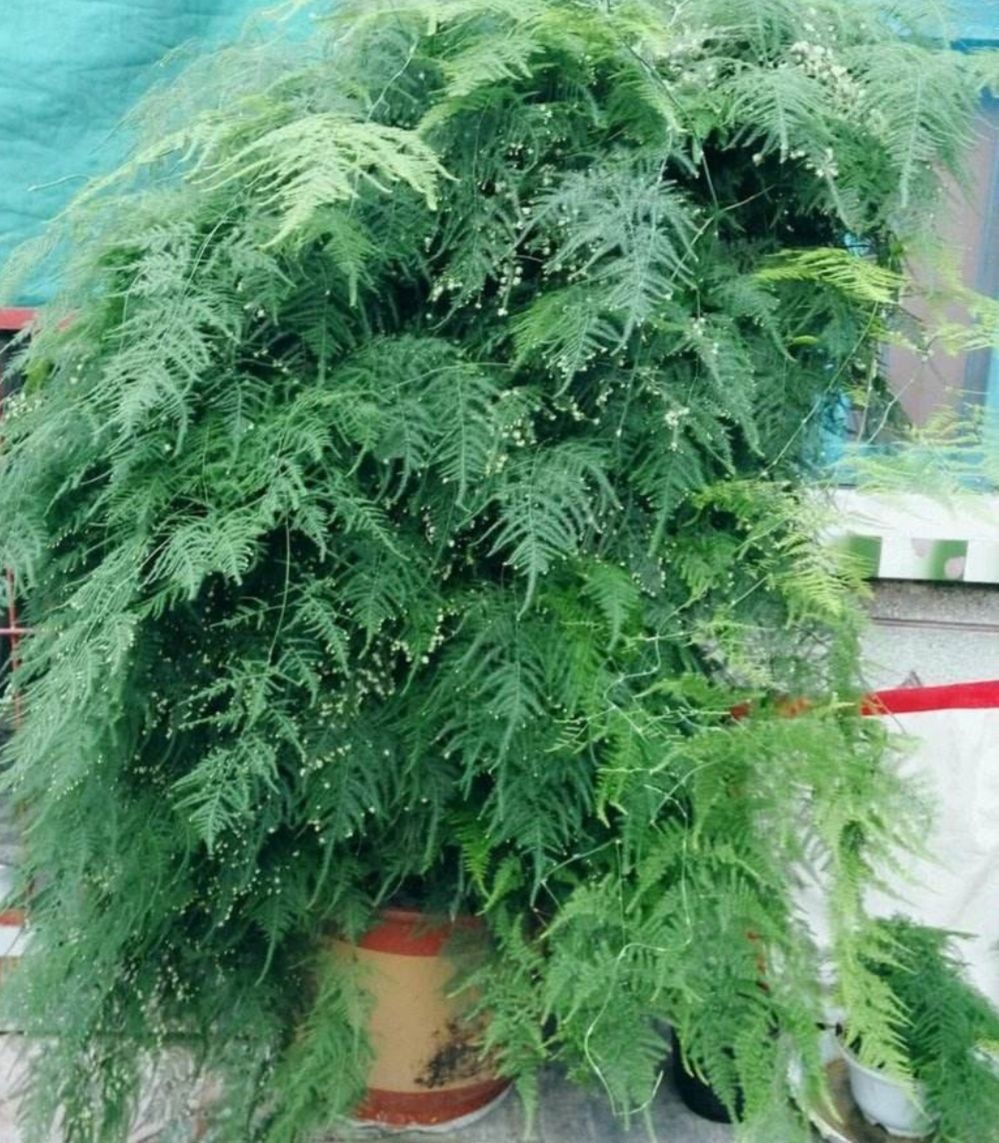 这3种花要“懒养”,越是粗放养护,植株长势越旺盛