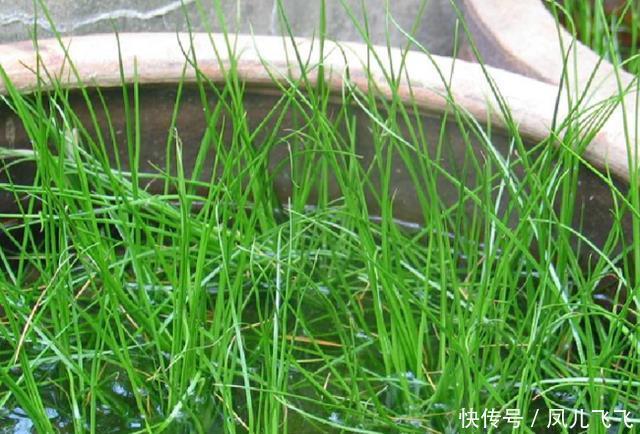 2万余株!浙江杭州发现中华水韭，该植物堪比大熊猫