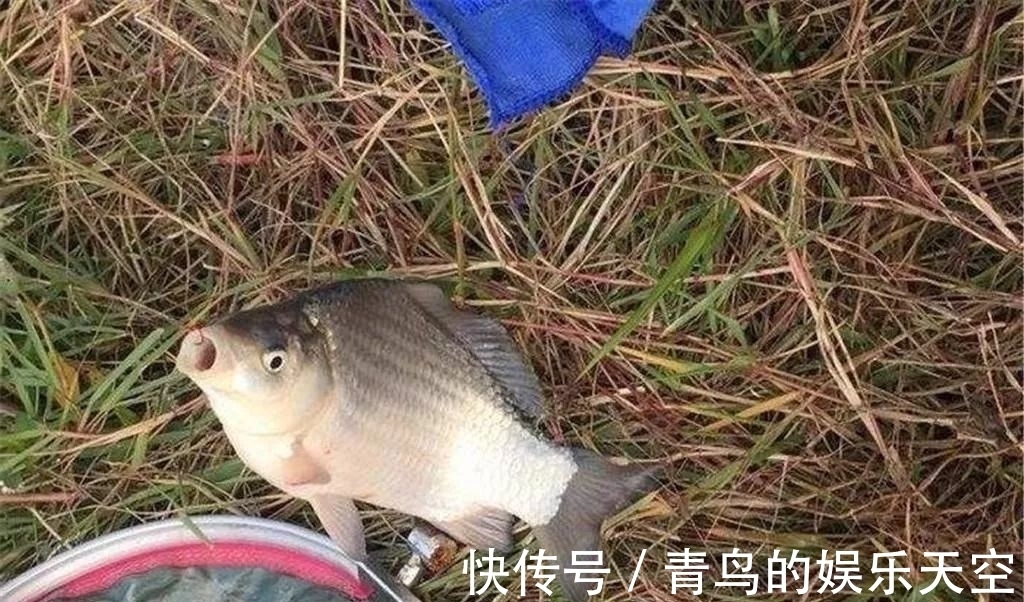 冬季鲫鱼吃饵有特点，准确判断提竿时机很重要！