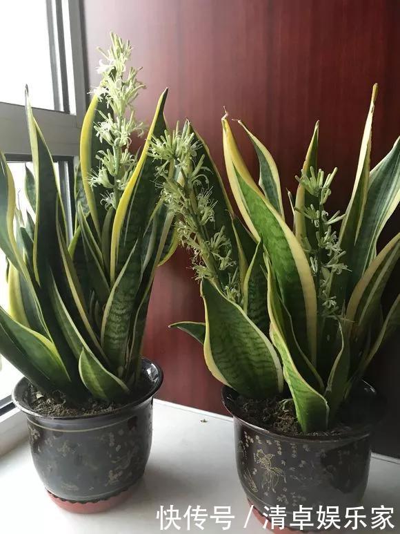 养花|养花技巧6种花须用小盆“挤着养”,控水好、长得旺!