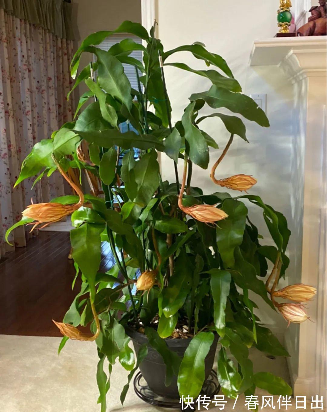 白檀|养到烦人的花，盆都不够用，扔掉还很心疼