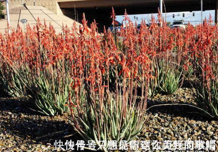 蓝精灵|10种最耐寒的多肉植物,零下了都不会死,新手就养它们吧