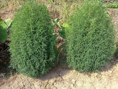 祛湿|湿气别怕,日常祛湿多吃点它,连用三次再重湿气也彻底根除