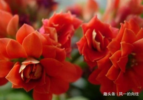 酸二氢钾|家养长寿花总是不开花学会这三个小技巧，轻松花开爆满盆