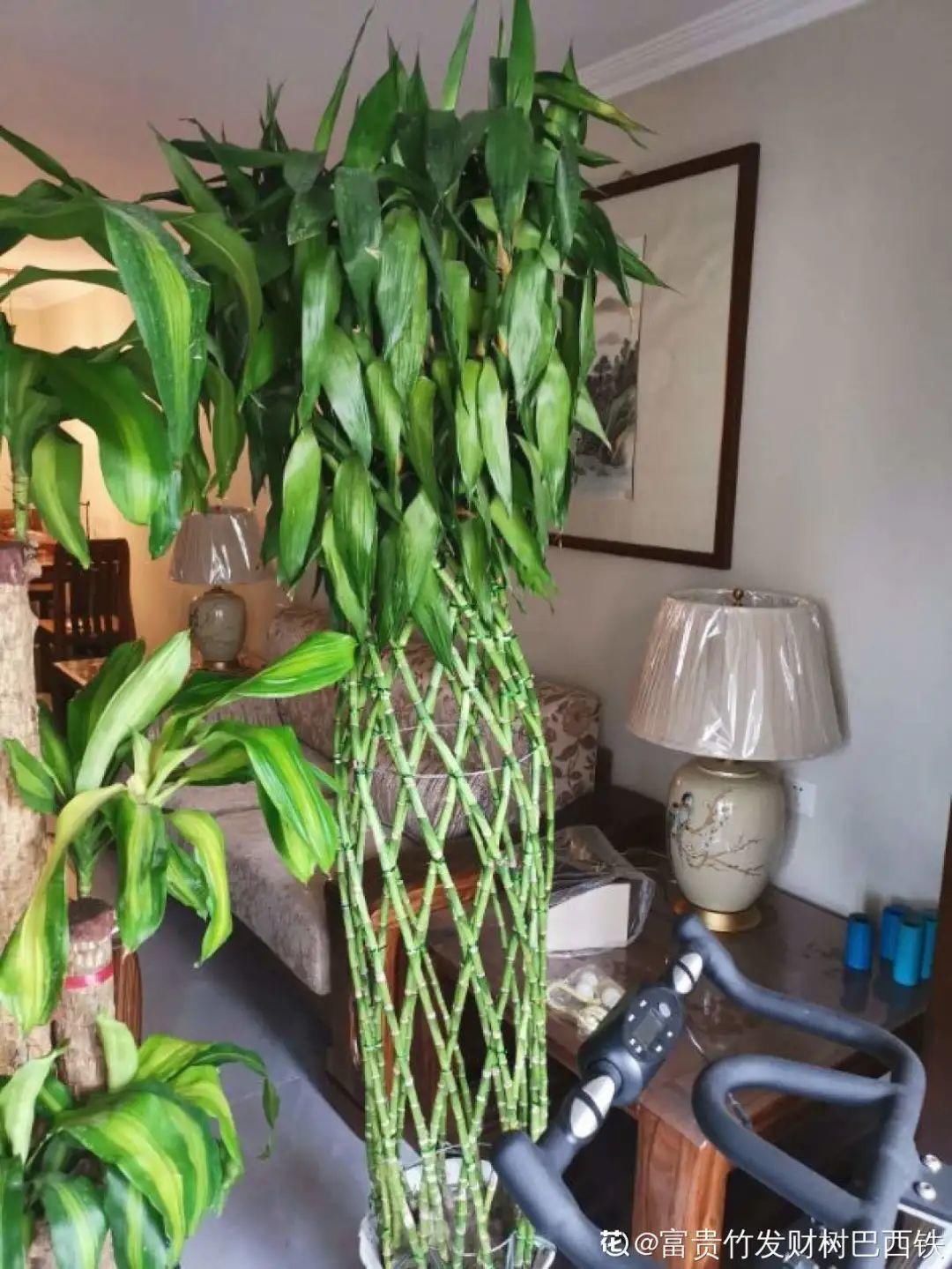 栀子花叶子发黄，是求救信号，不管花就容易死