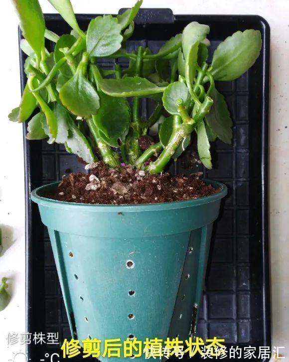 6种花别养老桩,越老越不开花,赶紧扦插备份