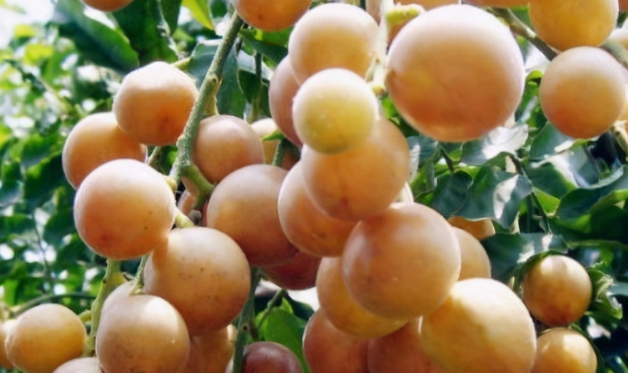 冬季养生常吃3种食物,补益气血,美容护肤,延缓肌肤衰老