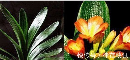 君子兰、长寿花、蟹爪兰总不开花,可能盆里缺点它,加一点就开花