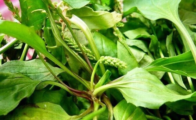 泡水|经常咳嗽，莫慌！用此物泡水喝，止咳祛痰，清脑明目！