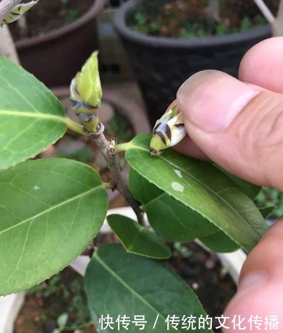 十一前后养3种花，冬天能看雪赏花！十一前后养3种花，冬天能看雪赏花！