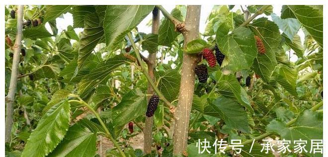 桑树|桑葚熟了,教你做好吃的桑葚酱,放1年不变质,学会做给家人吃