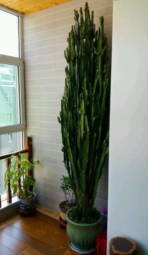 20种吉利大盆栽，客厅放一盆，吸收废气去异味，寓意好更养人