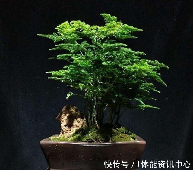 枝干|日本盆景源自中国，其盆景艺术发展迅猛，将盆景艺术推向全世界！