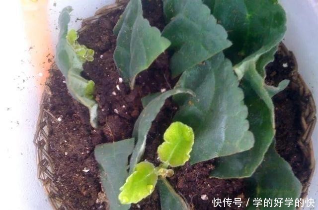 悄悄告诉你,此5种花,掐个叶就生根,懒人都能养开花!