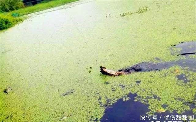 繁殖|夏季钓黑鱼，用这种手竿钓法，不用浮漂不用坠，哪里有鱼钓哪里