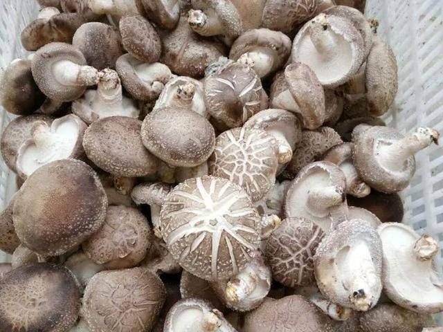 菜贩子|买香菇时,懂行的人看到这5种扭头就走,菜贩子:我自己从来不吃