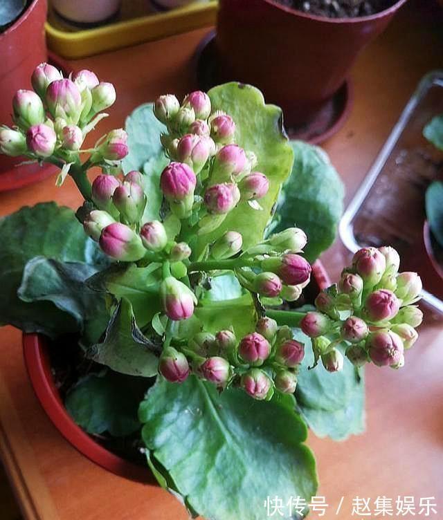 长寿花干瘪瘪改了3个小错误，新芽嗖嗖窜，爆花很简单