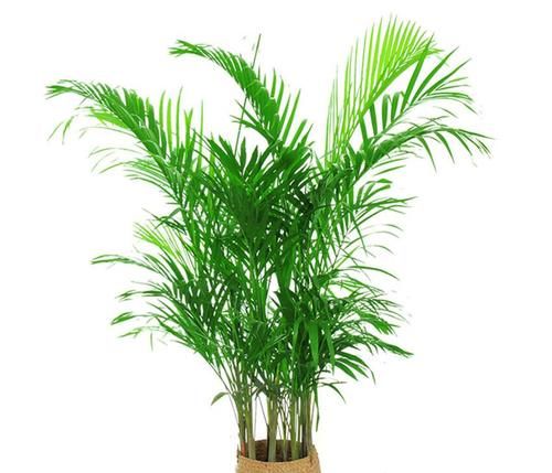  摆放|八款最适合居家养殖的花卉，个个都是高颜值，高端大气显档次