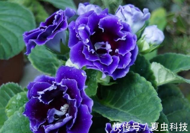 紫丹|春养“一种”大岩桐,美过“牡丹”,给水就呼呼长,没光也开花