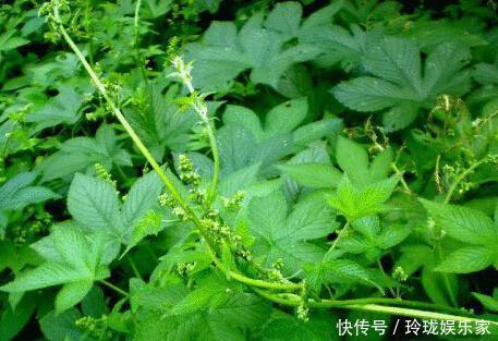 热淋|1种野草，价值珍贵，路边到处是，却少有人认识，可惜了