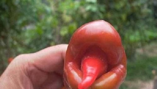 榴莲|那些“成精”的水果,忍了榴莲,忍了苹果,看到草莓这是要下蛋