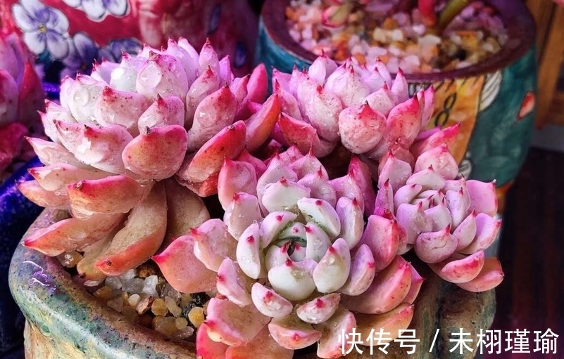 变胖|冬季多肉变绿有哪些原因你知道吗?了解清楚有助于让多肉保持状态