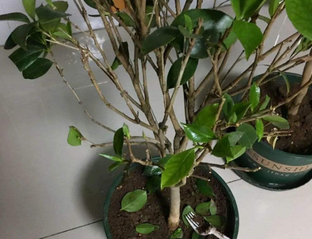 冬天|冬天茶花最常见的5个问题,看完不再为养茶花发愁