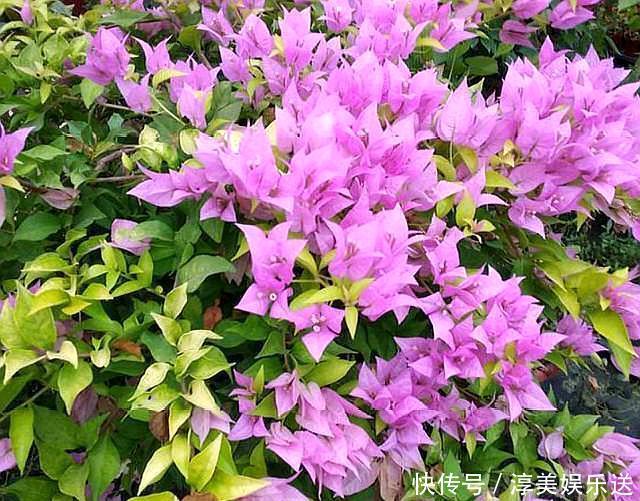 绿叶|养三角梅，学会此“绝技”，想让它啥时候开花，任由你控制