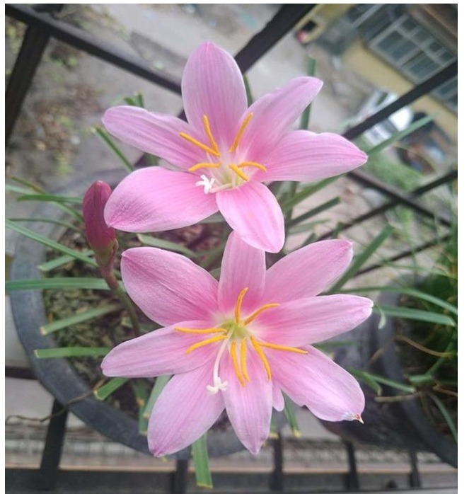 以下“2种”药,对于养兰花的人来说,是不可多得的好“肥”