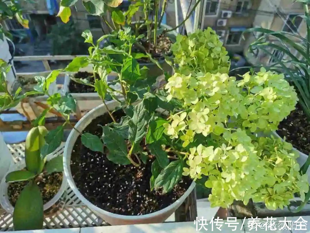 绣球|10种花不怕冷，先别搬进屋，放外面冻一冻，开花更旺