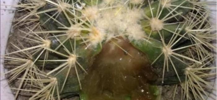养护|仙人球出现腐烂,先不要扔掉,跟着养护专家学起来!