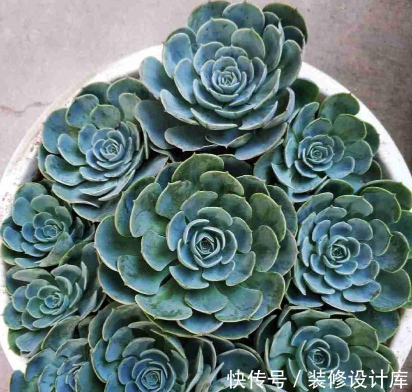 7种多肉“最难养”,一进夏天就挂,新手慎入