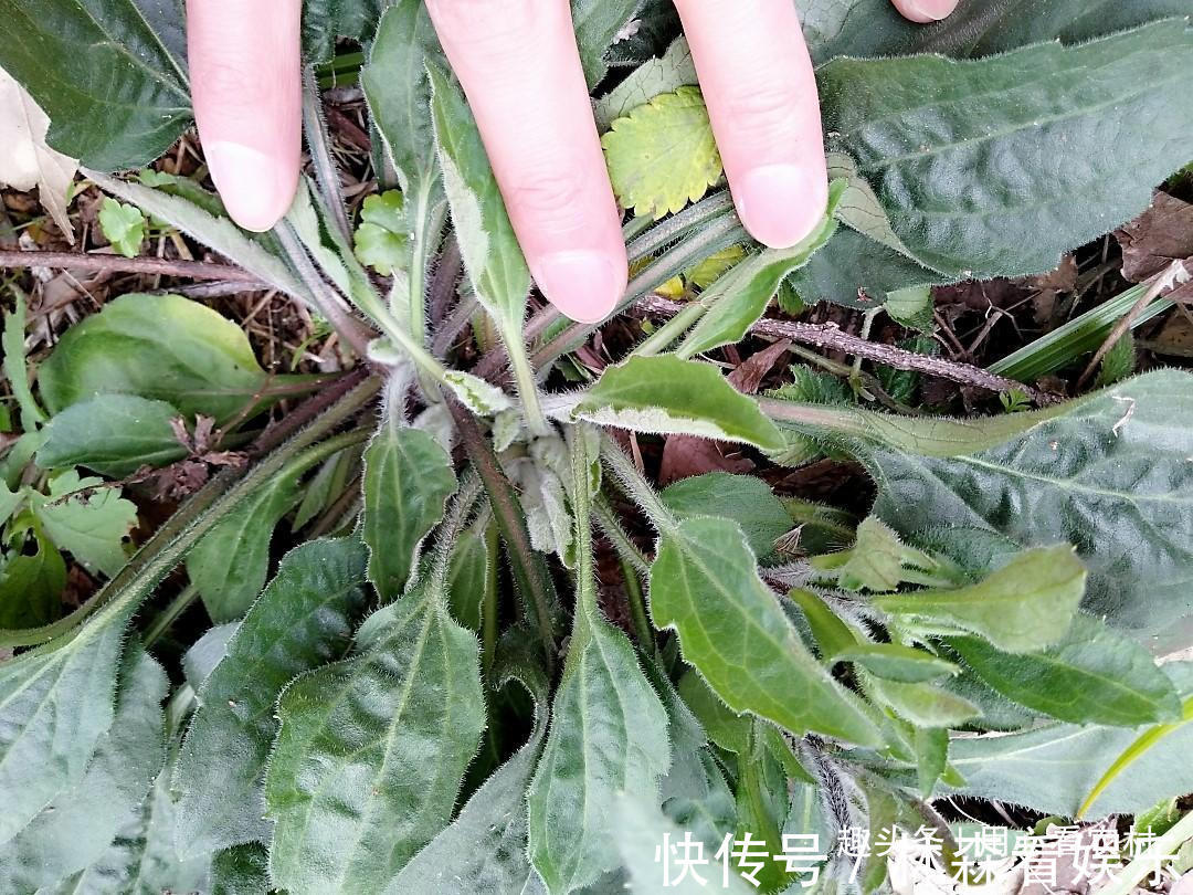 采摘|好难吃！怎么看都不像是野菜，一盘卖几十元，不知道哪里来的自信