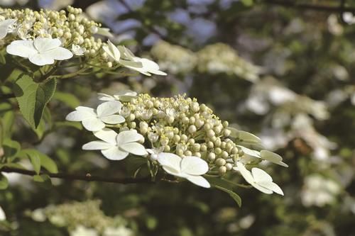 陌上花开，赴一场春天的约会【图】