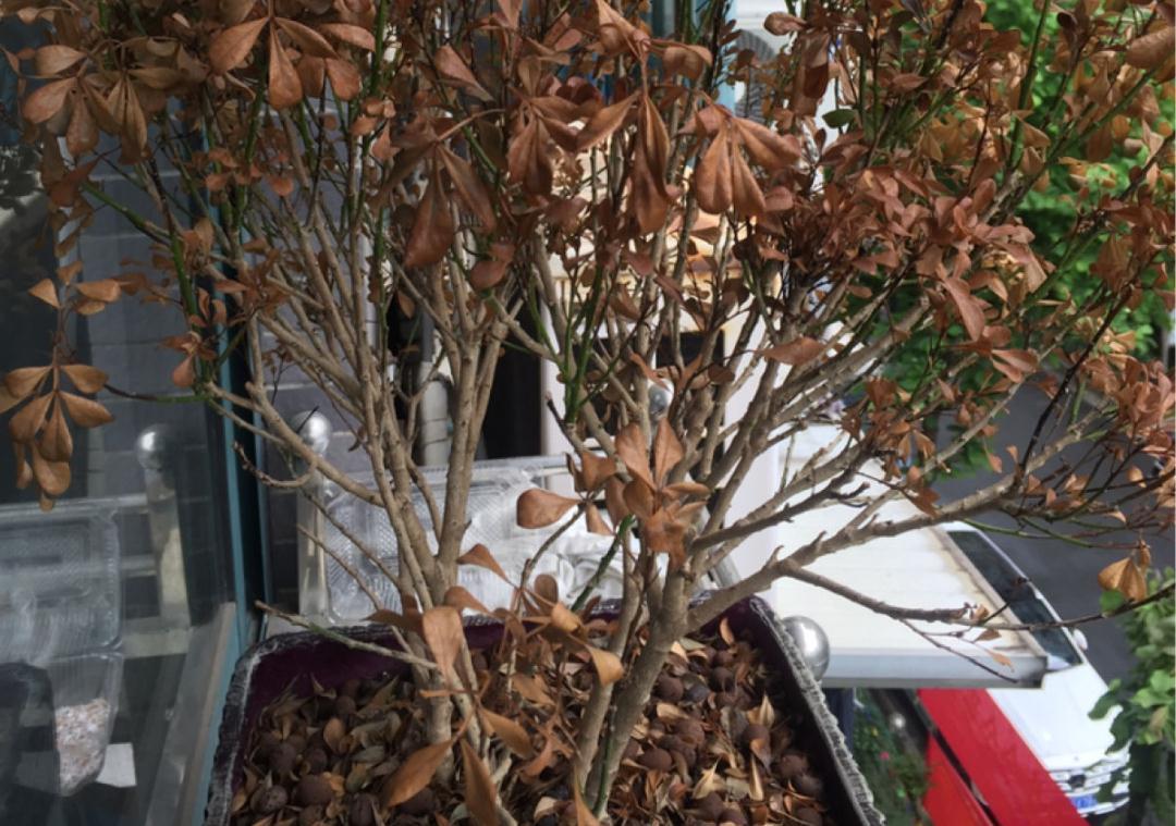 花成了光杆司令,剪一刀撒点药,很快冒新芽