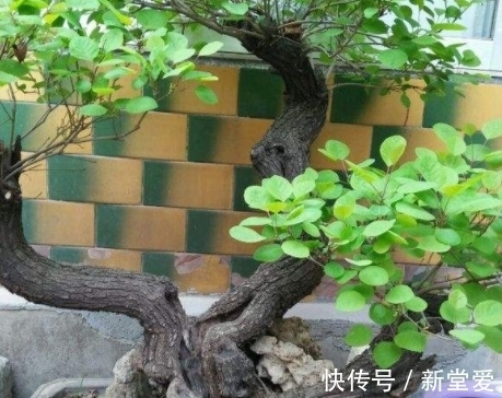 黄栌盆景感染立枯病和枯萎病，学会这三个办法，还你一片红叶